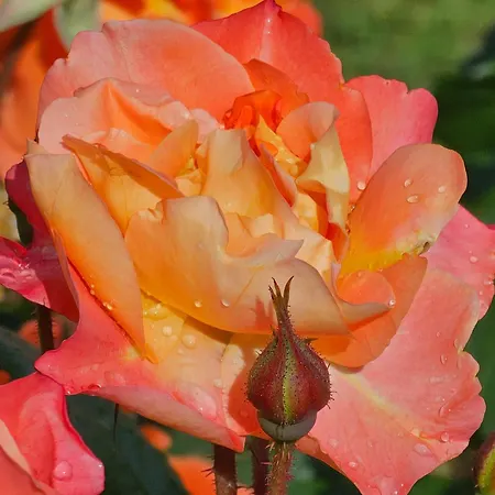 Diamond Sarafovo By Kp - Luxury Collection, 6 Burgasz