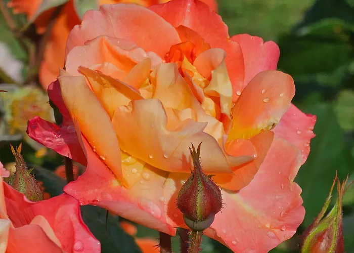 Diamond Sarafovo By Kp - Luxury Collection, 6 布尔加斯