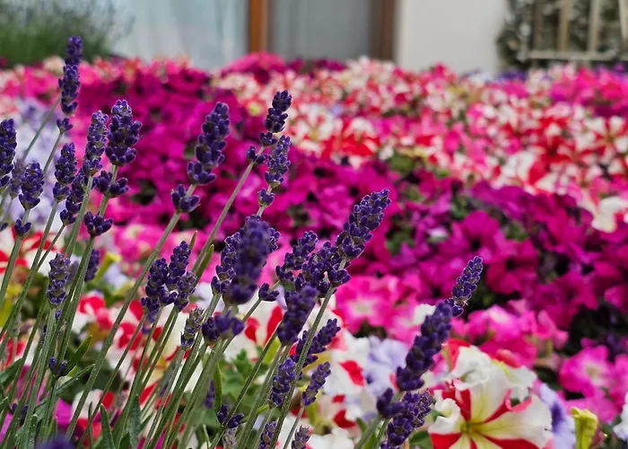 Diamond Sarafovo By Kp - Luxury Collection, 6