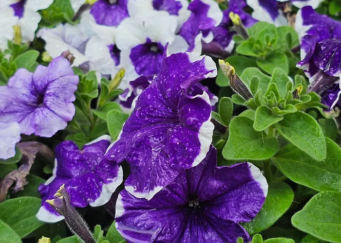 Diamond Sarafovo By Kp - Luxury Collection, 6 公寓