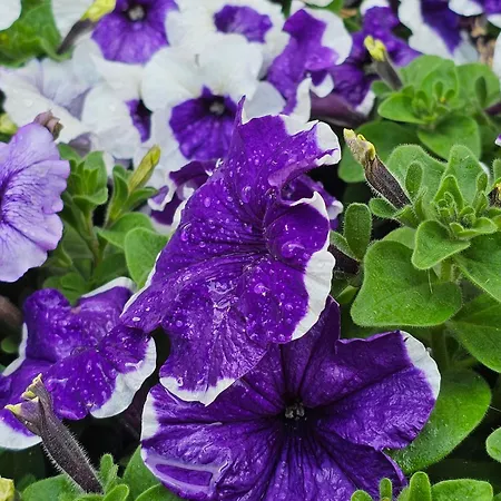 Diamond Sarafovo By Kp - Luxury Collection, 6 Apartment